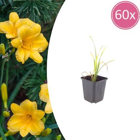 Lot de 60 Hémérocalles 'Stella de Oro' Fleurs Jaune Doré Vivace de Bordure H 10-25 cm Ø9 cm - PANGIVO (1/5)