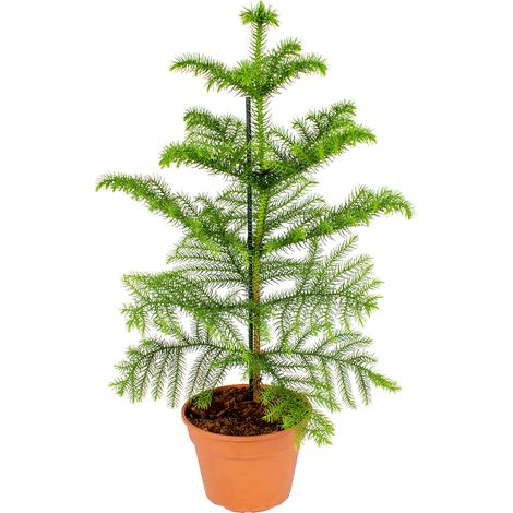 Bloomique - Araucaria Heterophylla - Araucaria de Norfolk - Plantes d’intérieur - Dépolluante - Sans danger pour les animaux - Hauteur 40-50 cm - Pot 15 cm