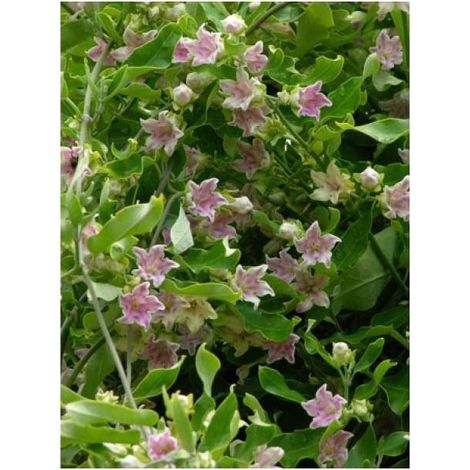Plante cruelle, Araujia porte soie, kapok 'Rosea' Pot de 1,5L/2L