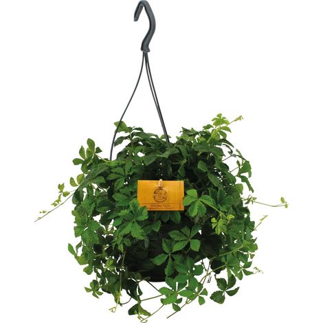 Vigne Vierge Parthenocissus Striatha - Plante Verte Suspendue - Pot Ø15 cm - Hauteur 25 cm - PANGIVO (1/4)