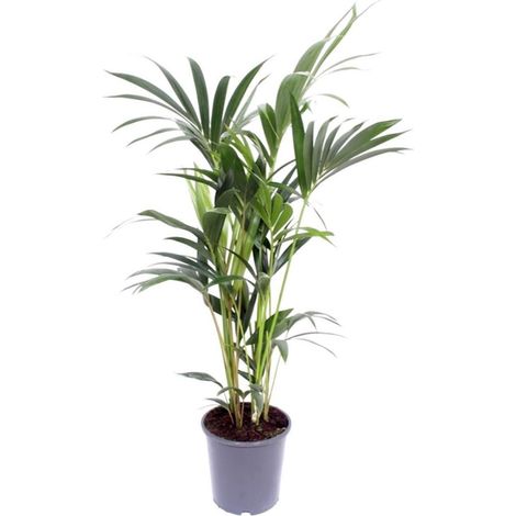 Howea Forsteriana Kentia Palmier d’intérieur plante verte élégante pot 21 cm H120 cm - PANGIVO (1/4)