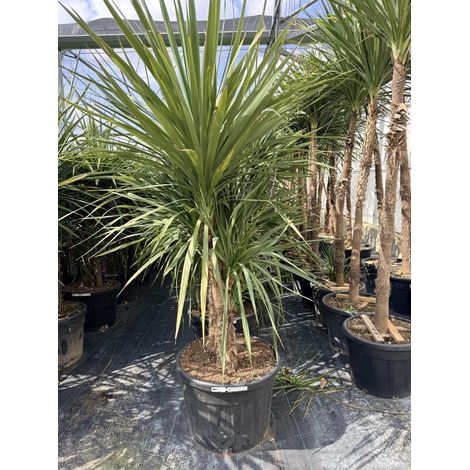 CORDYLINE AUSTRALIS MULTITRONCO 70 Lt.130