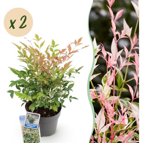 Lot de 2 Nandina domestica Twilight - Bambou Sacré Persistant Panaché Rose - Pot 17cm H45cm - PANGIVO (1/5)