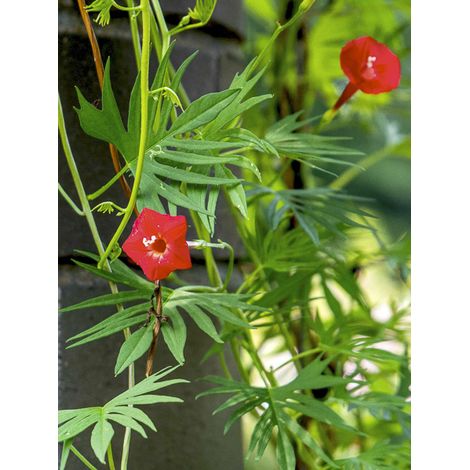 Ipomée 'Cardinal Climber' le sachet de 60 graines (2g)