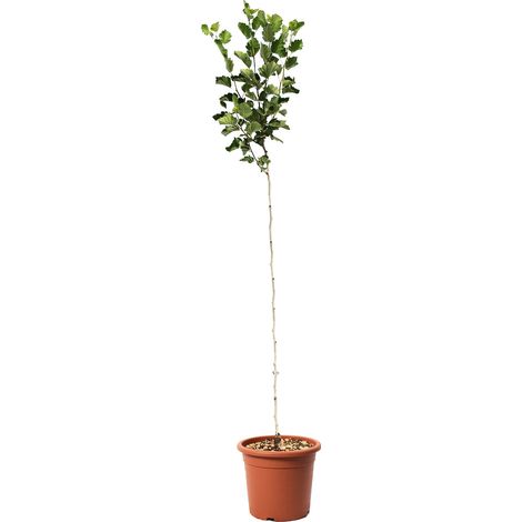 Alberello di Azzeruolo - Pianta Vera da Frutto - Vaso Ø 24 cm (1/3)