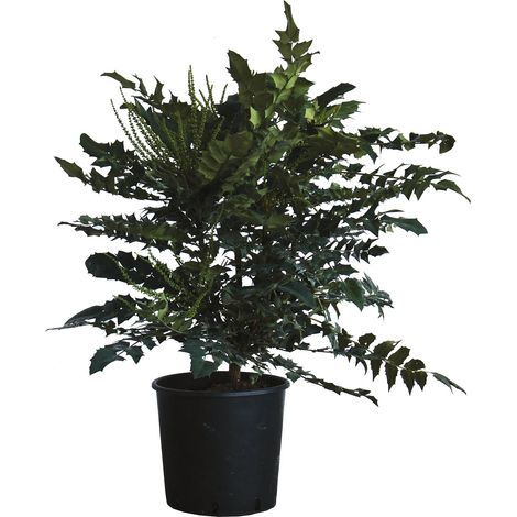 Mahonia x Media Charity - H 80-100 cm Vaso da Coltura Ø 24 cm