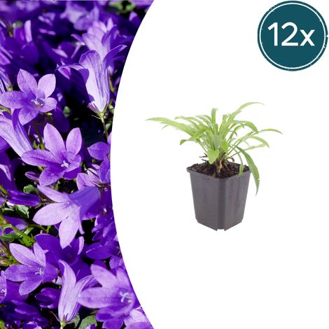 Lot de 12 Campanules à Feuilles de Pêcher Coerulea Fleurs Bleues Vivaces 10-25 cm Pot Ø9 cm - PANGIVO (1/5)