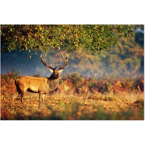 Affiche Cerf à l'automne - 60x40cm - made in France Affiche seule (1/5)