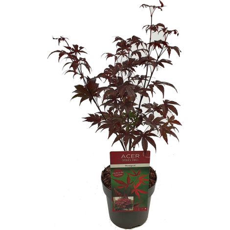 Acero rosso giapponese "Acer palmatum Bloodgood" pianta innestata in vaso 2 litri h 80/100 cm (1/5)