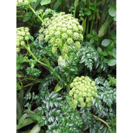 Angélique pachycarpa Godet de 8/9 cm (1/2)