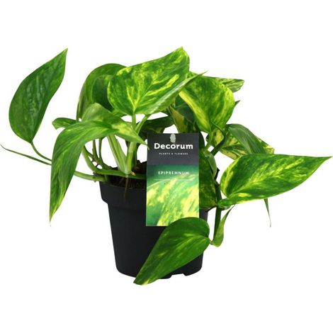 Scindapsus Pinnatum HiColor Plante grimpante d’intérieur feuillage brillant pot 12 cm hauteur 20 cm - PANGIVO (1/4)