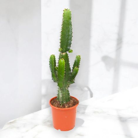 Gardenaria Euphorbia acrurensis - Pianta da interno ornamentale - Altezza: 75 cm (vaso 17) (1/5)