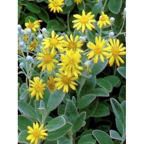Senecio 'Sunshine' Pot de 2L/3L (1/3)