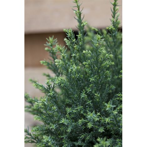 Gartenzypresse 'Snow White'® Chamaecyparis lawsoniana 'Snow White' -R- 1L 15- 20 (1/5)