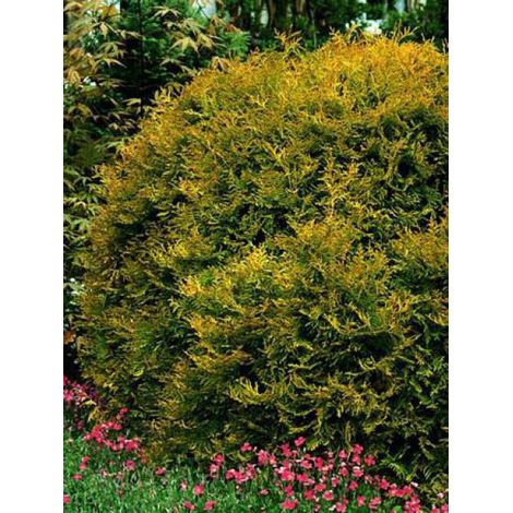 Thuya du Canada 'Rheingold' Godet de 8/9 cm