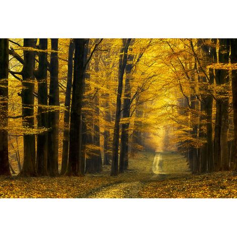 Papier peint panoramique forêt automnale | Tapisserie panoramique nature pour chambre adulte | Papiers peints panoramique paysage pour salon - 270 x 400 cm (4 pièces) (1/2)
