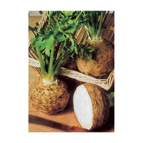 CELERI RAVE BOULE DE MARBRE - 1 G