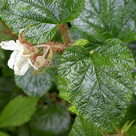 4 x Ronce rampante tricolor - Rubus tricolor  - godet 9x9 cm