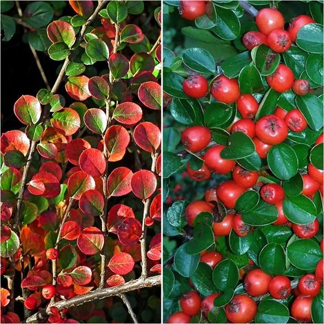 Planta de Cotoneaster Lacteus. 20 - 30 Cm