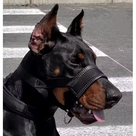 Bozal para perros, Talla L, Antitirones, Azul, Acolchado, Bozal y cabezada, Bozal antitirones para perros, Bozal para perros, Perro antitirones (1/5)