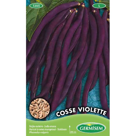 Cosse Violette Graines de Haricot à Rames 100 g EC1205 Multicolore