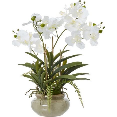 Vanda Orchid Plant in Pot - Plastic/Ceramic - L56 x W75 x H68 cm - White
