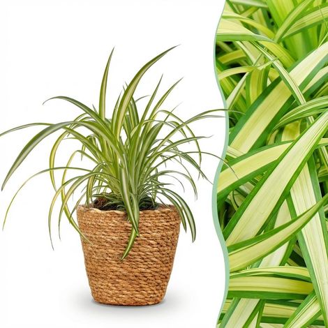 Plante Araignée Chlorophytum comosum Variegatum - Plante d'Intérieur Panachée avec Panier - Pot 12cm - PANGIVO (1/5)