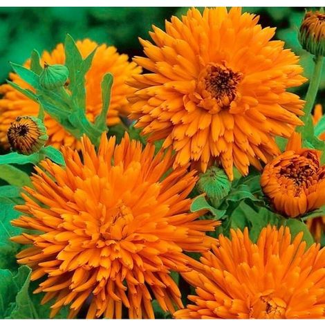 Graines Fleurs Calendula 500 – Souci Orange pour Jardin, Potager et Massifs, Floraison Abondante (1/2)