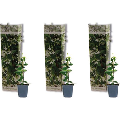 3x Trachelospermum Jasminoides – Jasmin étoilé – Plante grimpante – Rustique – ⌀9 cm – 15-20 cm
