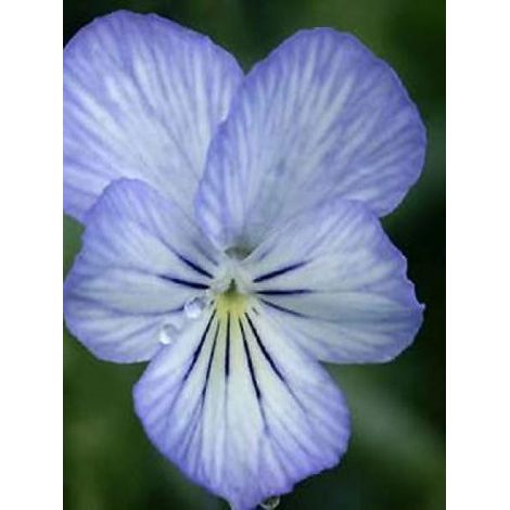 Violette cornue 'Icy But Spicy' Godet de 8/9 cm (1/2)