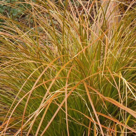 4 x Laîche orange - Carex testacea  - godet 9x9 cm