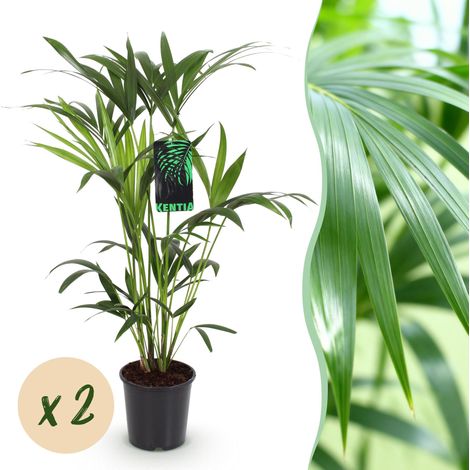 Palmier Kentia Howea Forsteriana - Lot de 2 Plantes d'Intérieur Vertes - Pot 19 cm - 80-85 cm - PANGIVO (1/5)