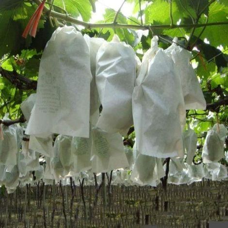 Lot de 20 sacs de protection pour plantes - Avec liens torsadés - Non tissé - Filet de protection pour fruits - Pour raisins, goyaves, prunes, pêches - Cordon de serrage - 24 x 35 cm (1/5)