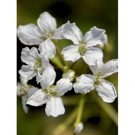 Cardamine à 3 folioles Godet de 8/9 cm