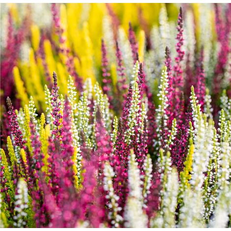 CALLUNA MOSAICA IN VASO DA 14CM