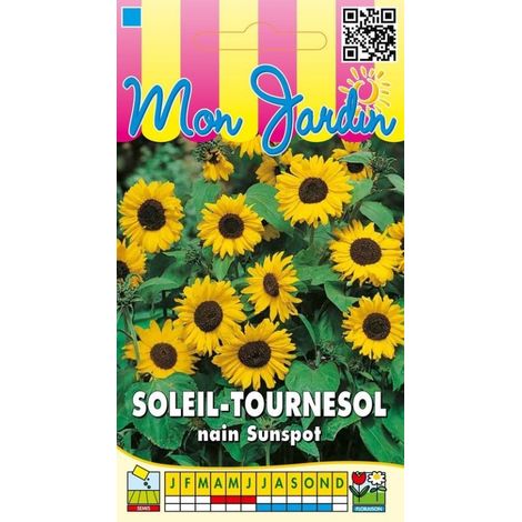 Soleil tournesol nain Sunspot jaune à coeur noir - 3g