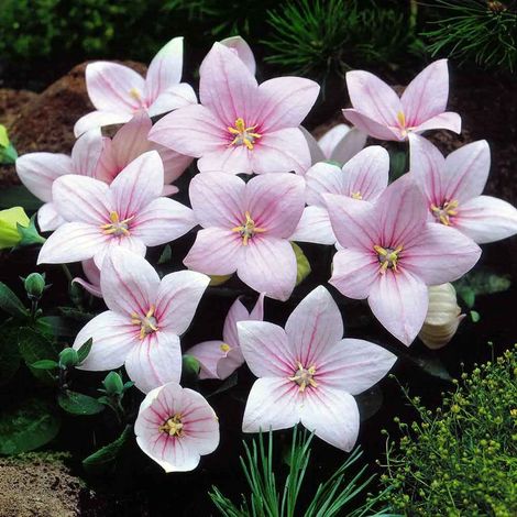 PLATYCODON  ROSA CAMPANULA VASO 12CM (1/2)
