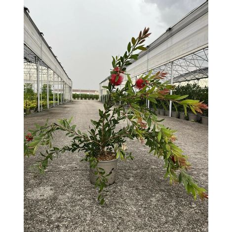 Gardenaria Callistemon Laevis - Arbusto ornamentale da giardino - Altezza: 100/120 cm (vaso20) (1/5)