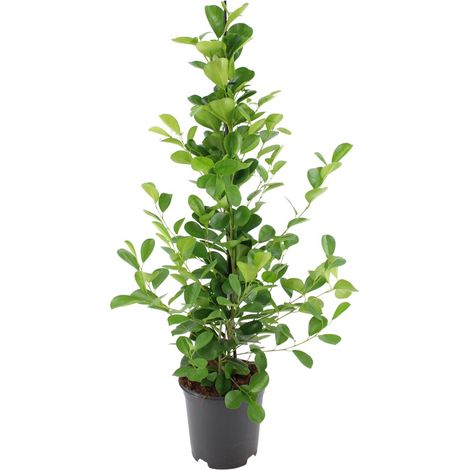 Ficus microcarpa Moclame Plante d'intérieur à Feuilles Luisantes Pot Ø21 cm Hauteur 105 cm - PANGIVO (1/4)