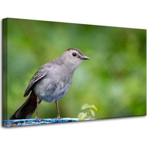 Lienzo impreso con animales: pájaro sentado, 80x50 cm.