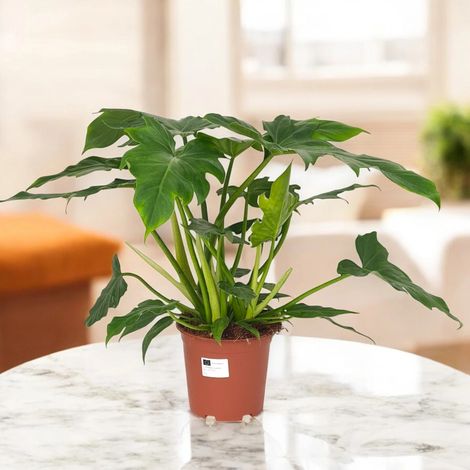 Gardenaria Philodendron 'Lacerum' - Pianta da interno ornamentale - Altezza: 45 cm (vaso 19) (1/5)