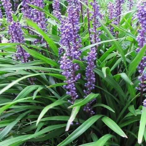 4 x Liriope musc. 'Evergreen Giant' - godet 9x9 cm (1/5)