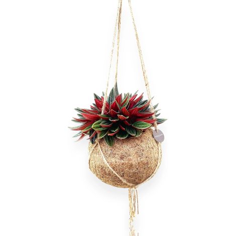 Gardenaria Peperomia caperata kokodama - Pianta da interno ornamentale - Altezza: 20 cm (vaso 15)