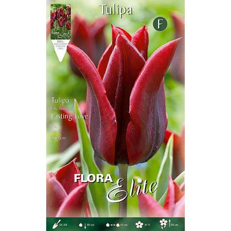 Bulbi di Tulipano Lily-Flowered Lasting Love (CONFEZIONE DA 7 BULBI)