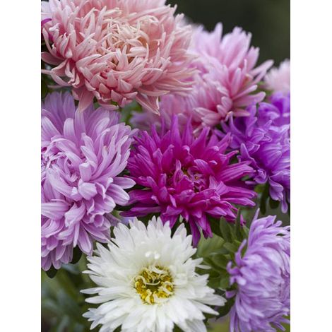 Aster de Chine 'Duchesse' Sachet de 2.5g (1/2)
