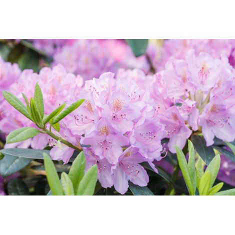 Rhododendron 'INKARHO® Lila Dufthecke' Rhododendron INKARHO ® lila Dufthecke 5L 30-  40
