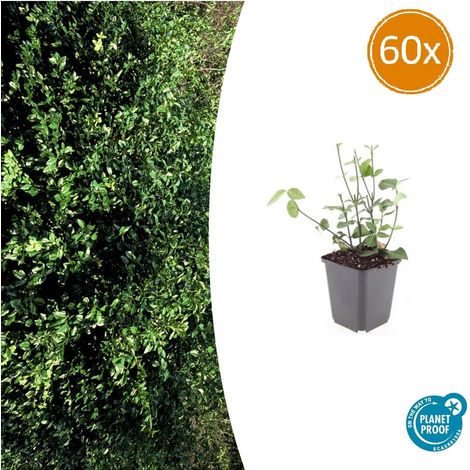 Lot de 60 Fusains de Fortune 'Coloratus' Arbuste Couvre-sol Persistant 10-25 cm Pot Ø 9 cm - PANGIVO (1/5)