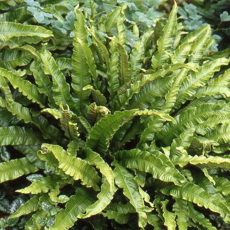 Fougère scolopendrium var. scolopendrium Cristatum | Conditionnement: Lot de 3 godets