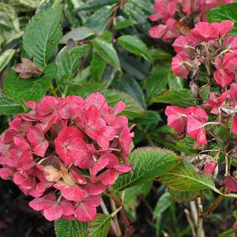 Hortensia 'Alpenglühen' 'Alpengluhen' - 25-30 cm pot