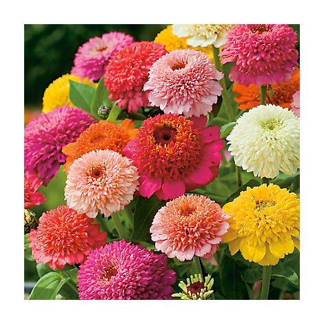 ZINNIA SCABIEUSE - 2 G - Graines de fleurs par variété